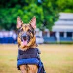 <strong>Polícia apresenta cães utilizados em operações especiais no Amapá</strong>