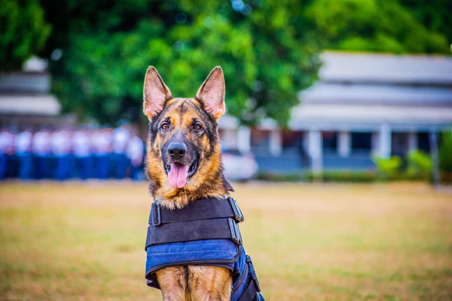 <strong>Polícia apresenta cães utilizados em operações especiais no Amapá</strong>