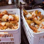 Quase uma tonelada de lagosta apreendida no Amapá são doadas para programa social