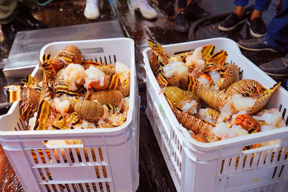 Quase uma tonelada de lagosta apreendida no Amapá são doadas para programa social