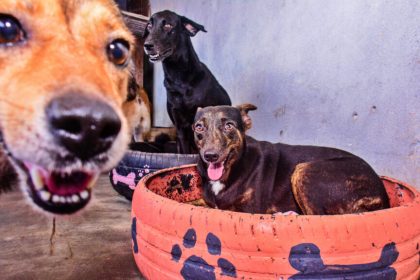 Castramóvel oferta 15 vagas por dia para castração de cães machos em Macapá