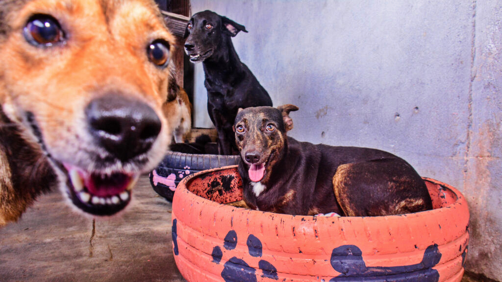 Castramóvel oferta 15 vagas por dia para castração de cães machos em Macapá