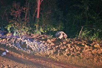 Polícia identifica corpo de mulher encontrada morta em área de mata no Ramal do Seringal